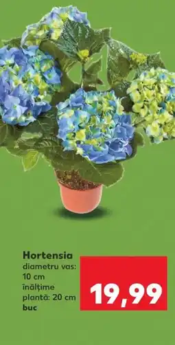 Kaufland Hortensia Ofertă