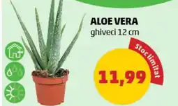 Penny ALOE VERA Ofertă