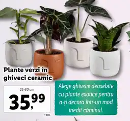 Lidl Plante verzi în ghiveci ceramic Ofertă