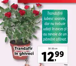 Lidl Trandafir in ghiveci Ofertă