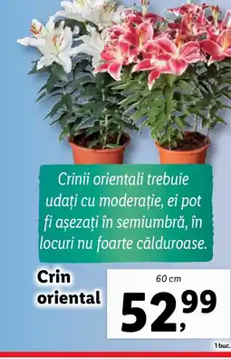 Lidl Crin oriental Ofertă