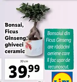 Lidl Bonsai, Ficus Ginseng, ghiveci ceramic Ofertă