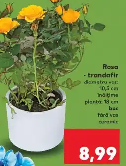 Kaufland Rosa - trandafir Ofertă