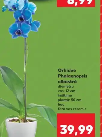 Kaufland Orhidee Phalaenopsis albastră Ofertă