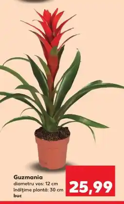 Kaufland Guzmania Ofertă