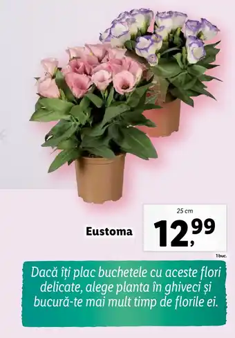 Lidl Eustoma Ofertă
