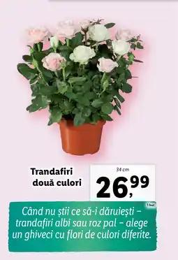 Lidl Trandafiri două culori Ofertă