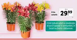 Lidl Crin asiatic Ofertă