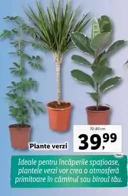 Lidl Plante verzi Ofertă