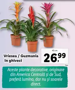 Lidl Vriesea/Guzmania în ghiveci Ofertă