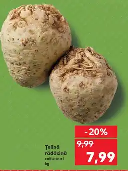 Kaufland Ţelină rădăcină Ofertă