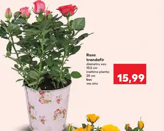 Kaufland Rosa trandafir Ofertă