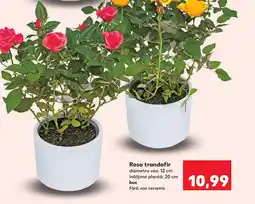 Kaufland Rosa trandafir Ofertă