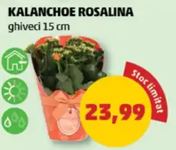 Penny KALANCHOE ROSALINA Ofertă