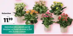 Lidl Kalanchoe Ofertă