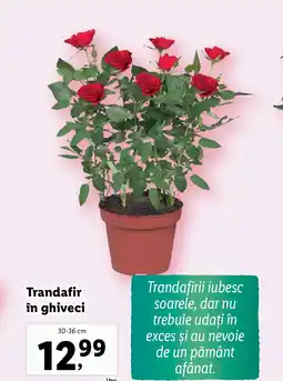 Lidl Trandafir în ghiveci Ofertă