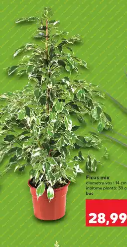 Kaufland Ficus mix Ofertă