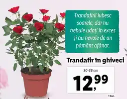 Lidl Trandafir în ghiveci Ofertă