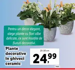 Lidl Plante decorative in ghiveci ceramic Ofertă