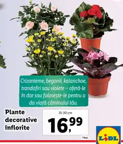 Lidl Plante decorative înflorite Ofertă