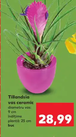 Kaufland Tillandsia vas ceramic Ofertă
