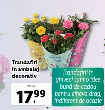 Lidl Trandafiri în ambalaj decorativ Ofertă