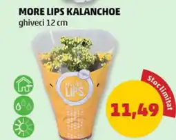 More Lips Kalanchoe