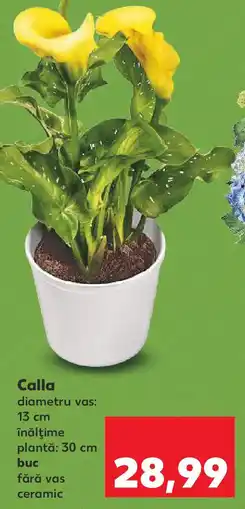 Kaufland Calla Ofertă