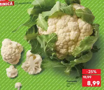 Kaufland Conopidă Ofertă