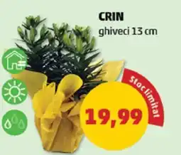 Penny Crin Ofertă