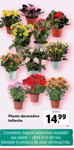 Lidl Plante decorative înflorite Ofertă