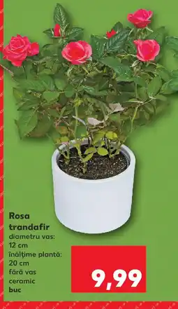 Kaufland Rosa trandafir Ofertă