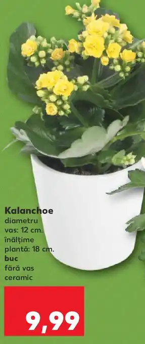 Kaufland Kalanchoe Ofertă