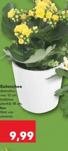 Kaufland Kalanchoe Ofertă
