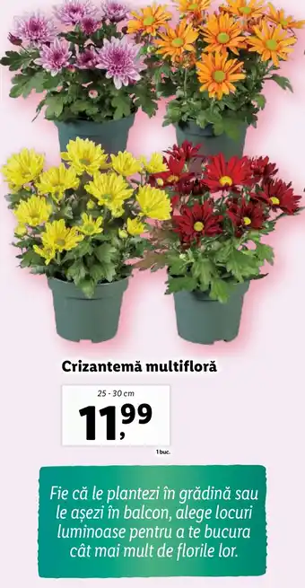 Lidl Crizantemă multifloră Ofertă