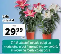 Lidl Crin oriental Ofertă