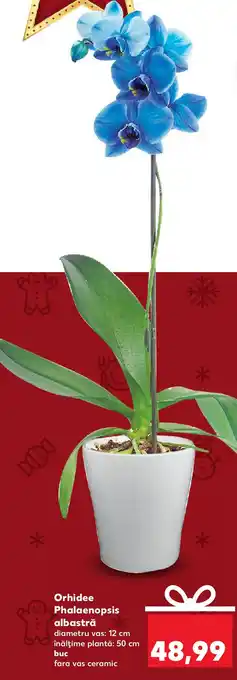 Kaufland Orhidee Phalaenopsis albastră Ofertă
