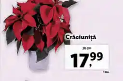 Lidl Crăciuniţă Ofertă