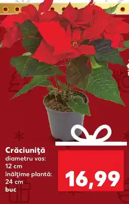 Kaufland Crăciuniţă Ofertă