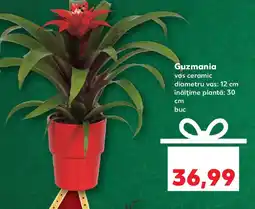 Kaufland Guzmania Ofertă