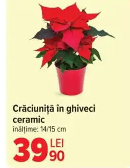 Carrefour Crăciuniţă în ghiveci ceramic Ofertă