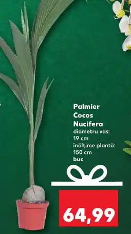 Kaufland Palmier Cocos Nucifera Ofertă