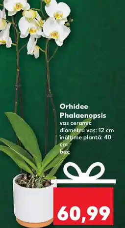 Kaufland Orhidee Phalaenopsis Ofertă