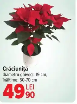 Carrefour Crăciuniţă Ofertă