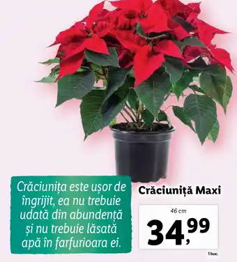 Lidl Crăciuniță Maxi Ofertă