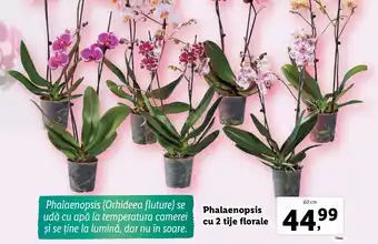 Lidl Phalaenopsis cu 2 tije florale Ofertă