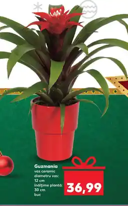 Kaufland Guzmania Ofertă