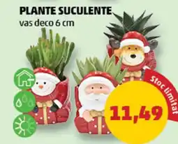 Penny Plante suculente Ofertă