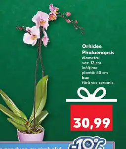 Kaufland Orhidee Phalaenopsis Ofertă