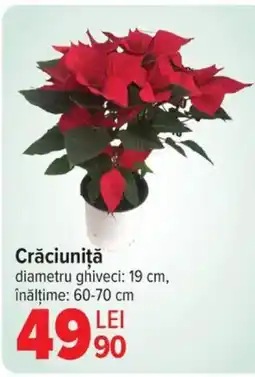 Carrefour Crăciuniţă Ofertă